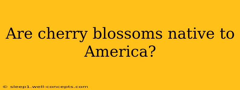 Are cherry blossoms native to America?