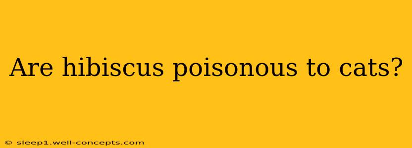 Are hibiscus poisonous to cats?