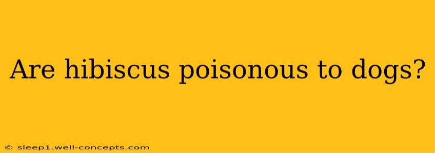 Are hibiscus poisonous to dogs?