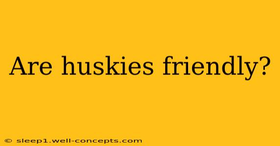 Are huskies friendly?