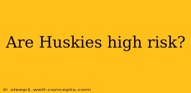 Are Huskies high risk?