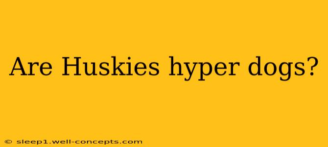 Are Huskies hyper dogs?