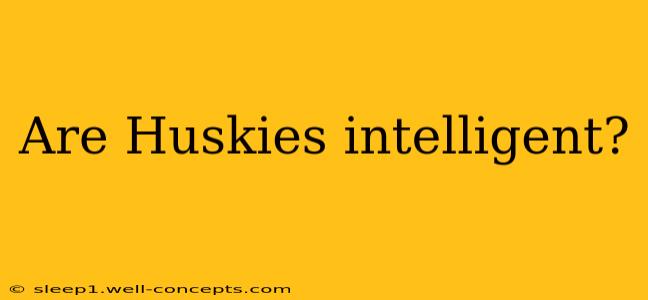 Are Huskies intelligent?