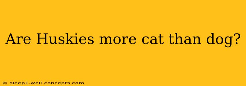 Are Huskies more cat than dog?