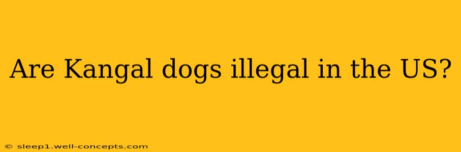 Are Kangal dogs illegal in the US?