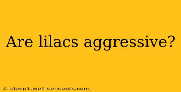 Are lilacs aggressive?