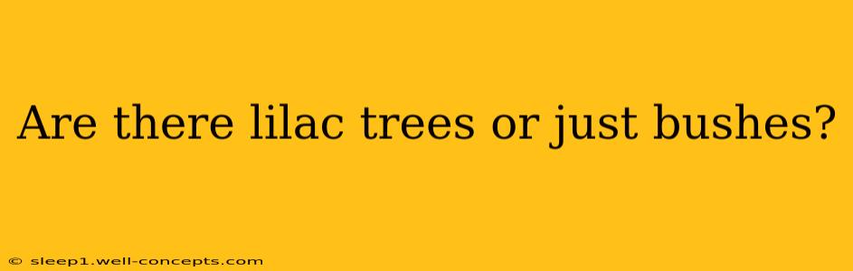 Are there lilac trees or just bushes?