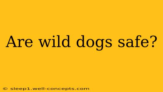 Are wild dogs safe?