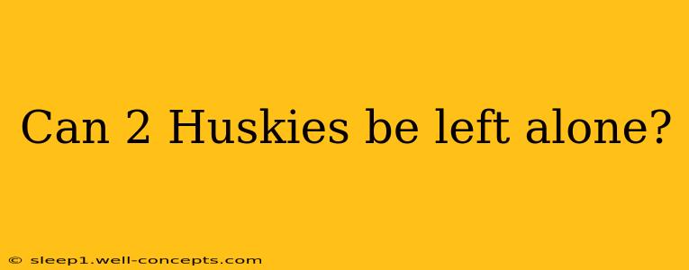 Can 2 Huskies be left alone?