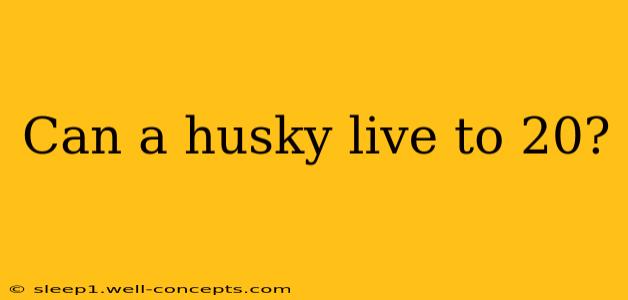 Can a husky live to 20?