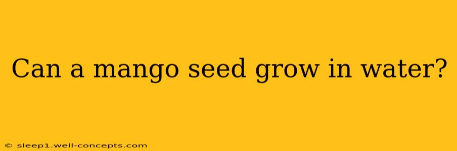 Can a mango seed grow in water?