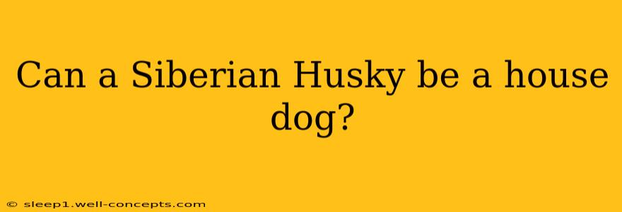 Can a Siberian Husky be a house dog?