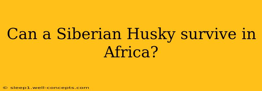 Can a Siberian Husky survive in Africa?