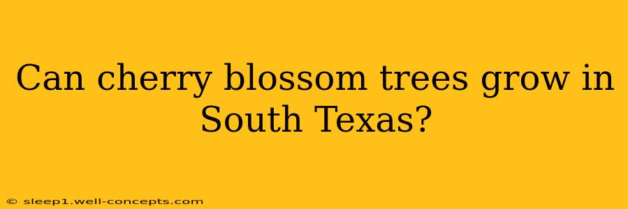 Can cherry blossom trees grow in South Texas?