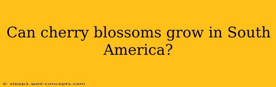 Can cherry blossoms grow in South America?