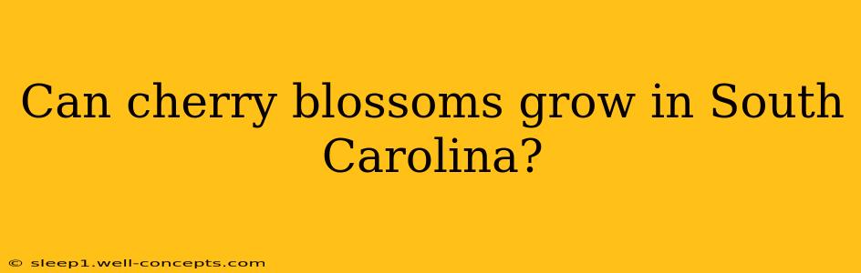 Can cherry blossoms grow in South Carolina?