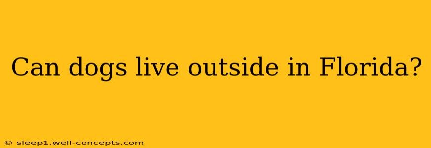 Can dogs live outside in Florida?