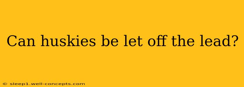 Can huskies be let off the lead?