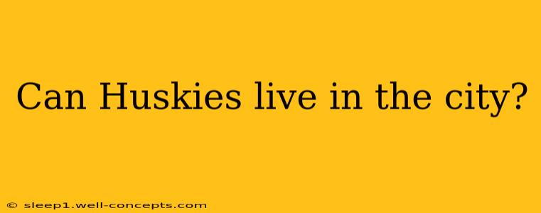 Can Huskies live in the city?