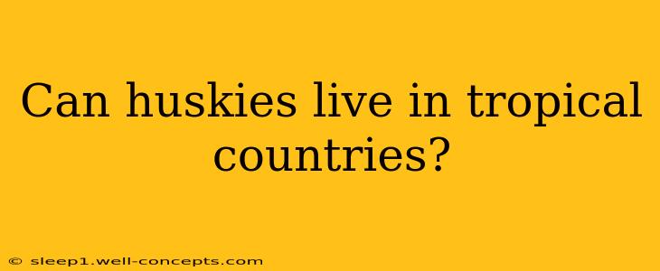 Can huskies live in tropical countries?