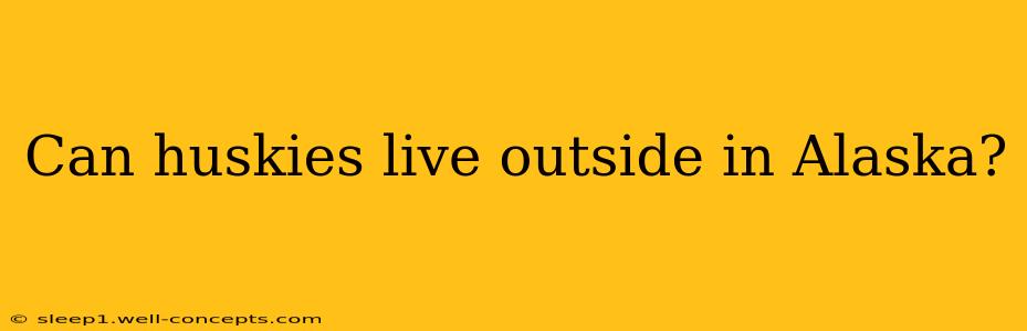 Can huskies live outside in Alaska?