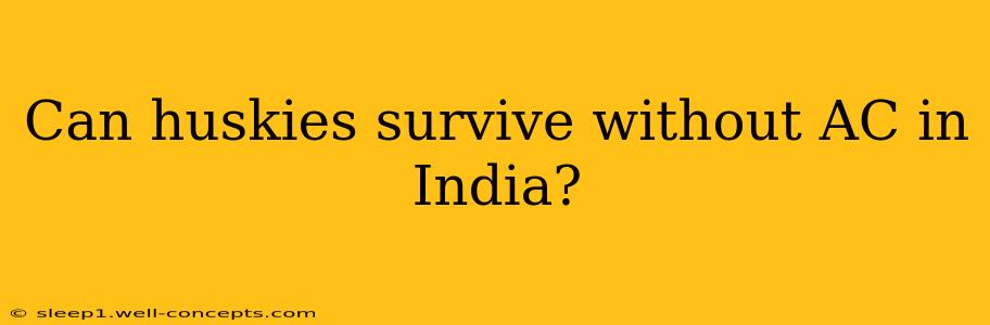 Can huskies survive without AC in India?