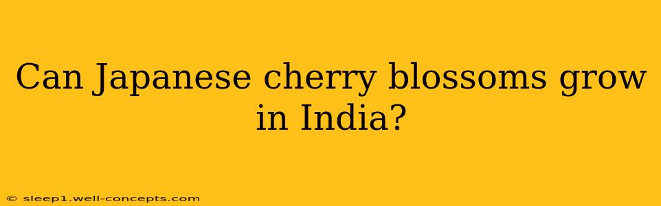 Can Japanese cherry blossoms grow in India?