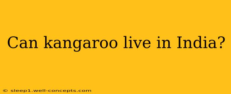 Can kangaroo live in India?