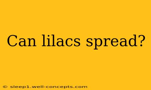 Can lilacs spread?