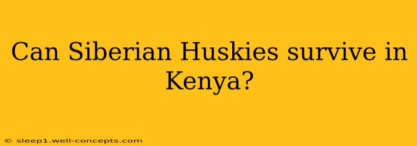 Can Siberian Huskies survive in Kenya?