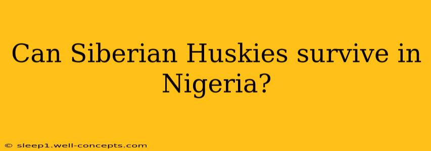 Can Siberian Huskies survive in Nigeria?