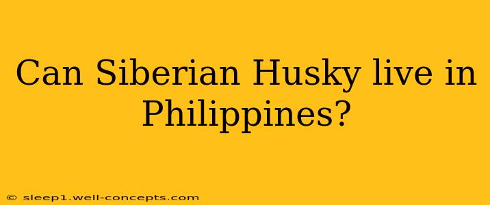 Can Siberian Husky live in Philippines?