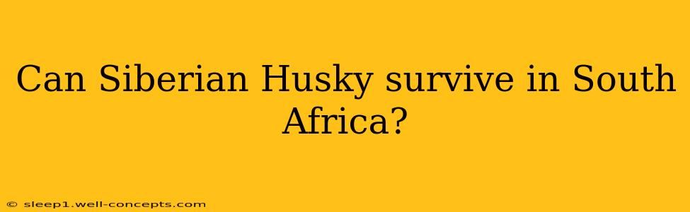 Can Siberian Husky survive in South Africa?