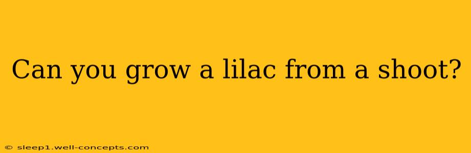 Can you grow a lilac from a shoot?