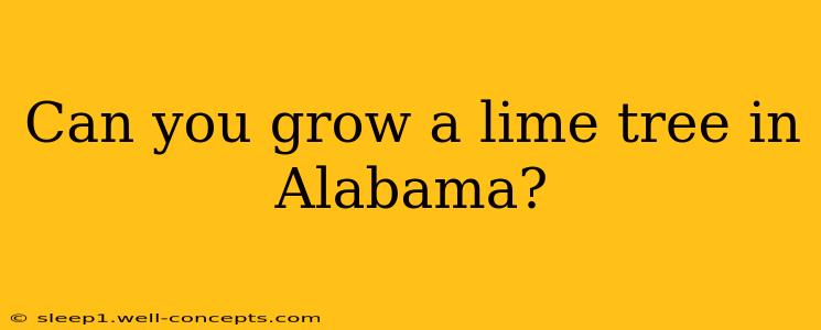 Can you grow a lime tree in Alabama?