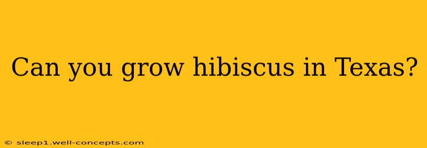 Can you grow hibiscus in Texas?