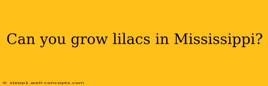 Can you grow lilacs in Mississippi?