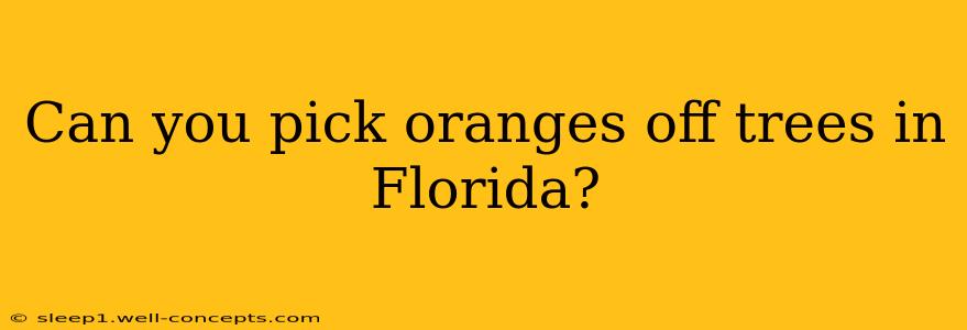 Can you pick oranges off trees in Florida?