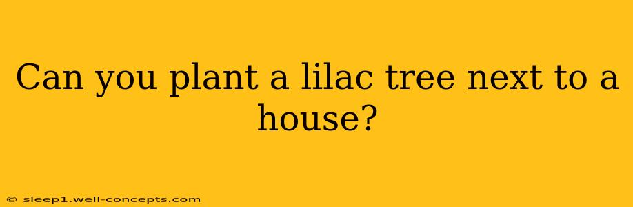 Can you plant a lilac tree next to a house?