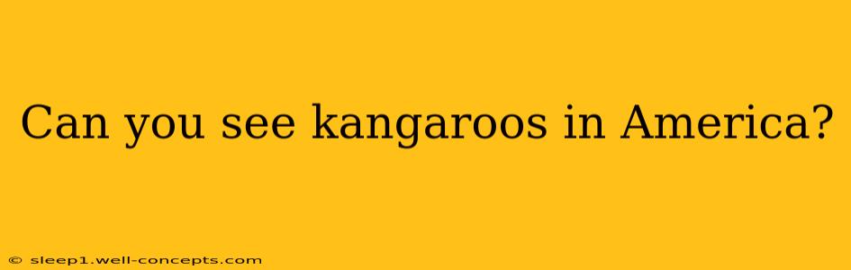 Can you see kangaroos in America?