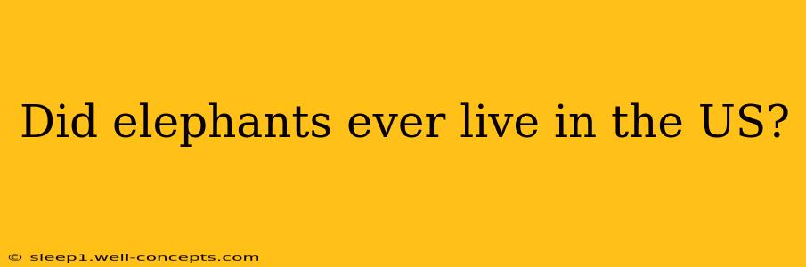 Did elephants ever live in the US?