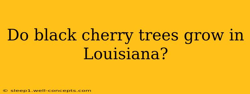 Do black cherry trees grow in Louisiana?