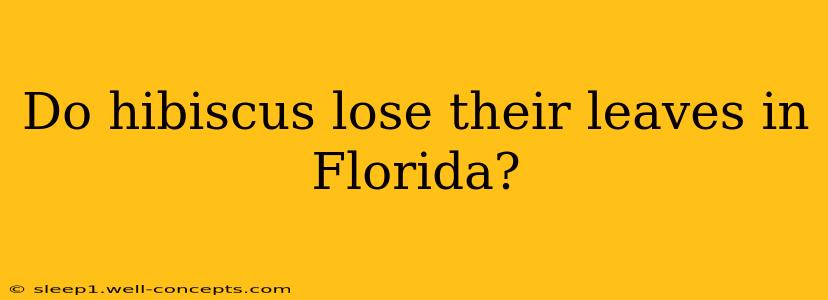 Do hibiscus lose their leaves in Florida?