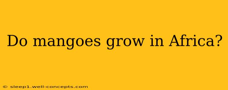 Do mangoes grow in Africa?