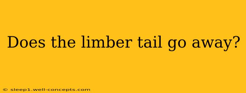 Does the limber tail go away?