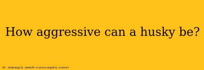 How aggressive can a husky be?