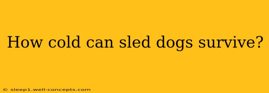 How cold can sled dogs survive?