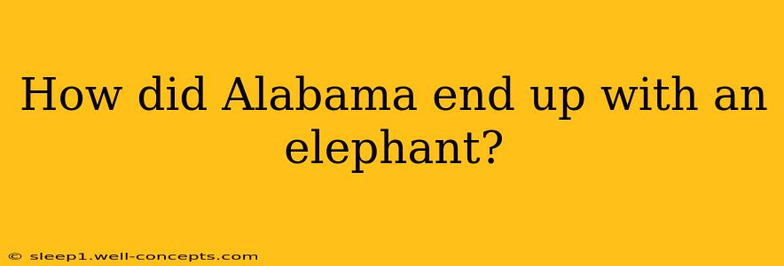 How did Alabama end up with an elephant?