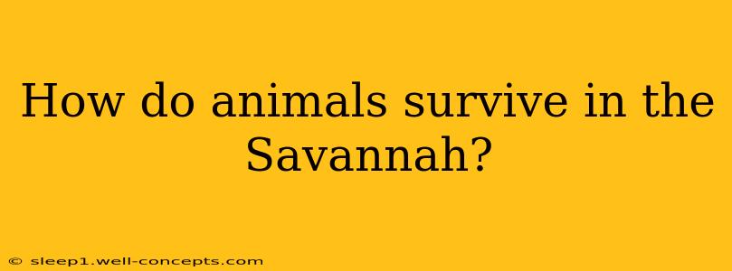 How do animals survive in the Savannah?