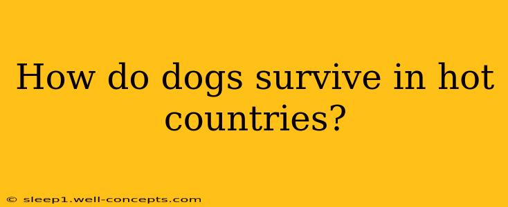 How do dogs survive in hot countries?